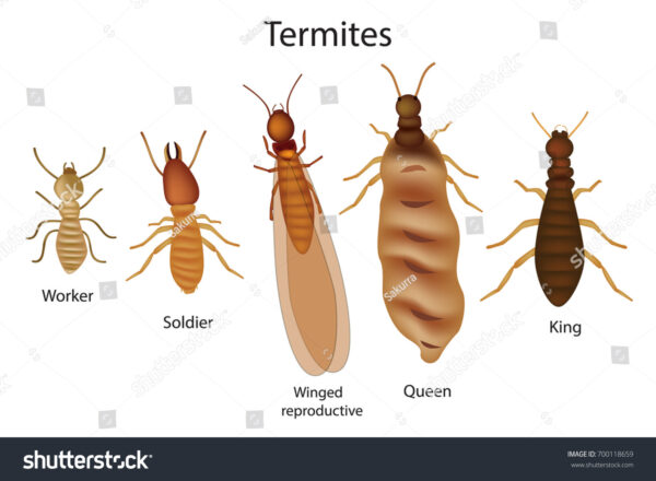 8-Hour Termite Category Course - Structural Apprentice or Technician