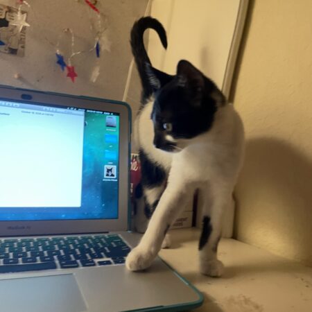 CAT FACTS! Expert Course